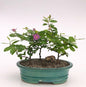 Flowering Lavender Star Flower Bonsai  3 Tree Forest Group  (Grewia Occidentalis)
