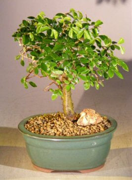 Chinese Elm Bonsai Tree - Aged  Straight Trunk Style  - Medium  (ulmus parvifolia)