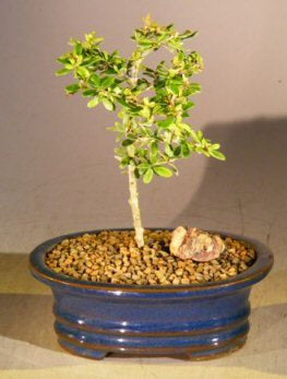 Flowering Tropical Boxwood Bonsai Tree - Small  (neea buxifolia)