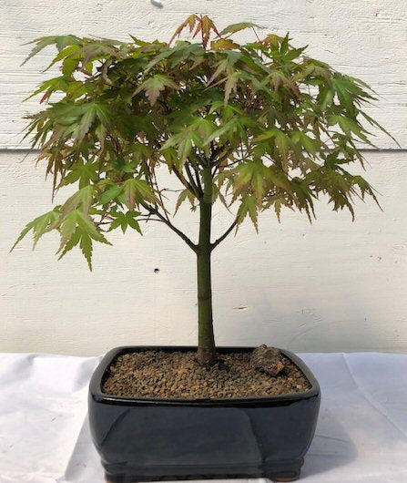 Japanese Green Maple Bonsai Tree - Large   (acer palmatum)