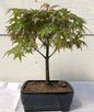 Japanese Green Maple Bonsai Tree - Large   (acer palmatum)