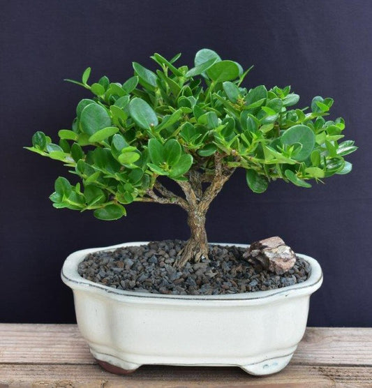 Flowering Dwarf Plum - Medium  (carissa macrocarpa)