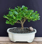 Flowering Dwarf Plum - Medium  (carissa macrocarpa)