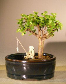 Baby Jade Bonsai Tree  Land/Water Pot - Small  (Portulacaria Afra)