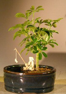 Hawaiian Umbrella Bonsai Tree  Land/Water Pot - Small  (arboricola schefflera 'luseanne')