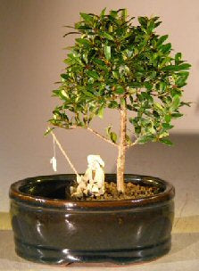 Flowering Brush Cherry Bonsai Tree  Land/Water Pot - Small   (eugenia myrtifolia)