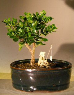 Flowering Dwarf Plum Bonsai Tree  Land/Water Pot - Small   (carissa macrocarpa)
