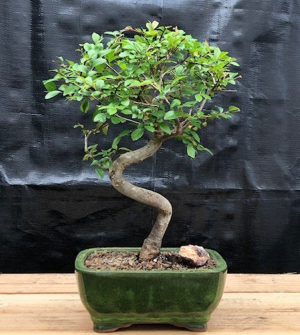 Chinese Elm Bonsai Tree    Trained Curve Trunk Style - Small    (Ulmus Parvifolia)