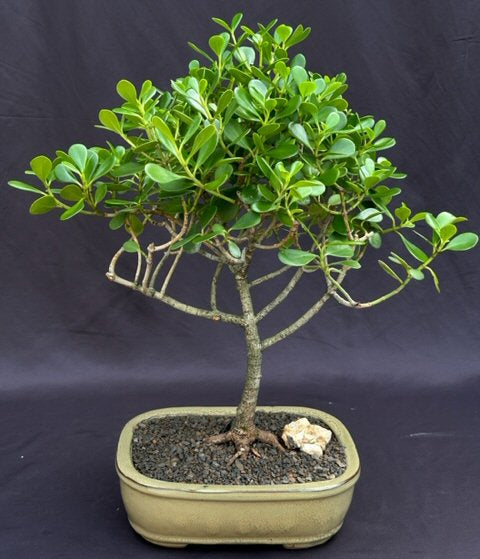 Flowering Tropical Dwarf Apple Bonsai Tree  Extra Large   (clusia rosea 'nana')