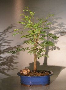 Flowering Horseflesh Mahogany Bonsai Tree - Large   (lysiloma sabicu)