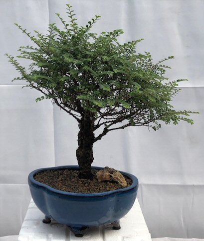 Chinese Seiju Elm Bonsai Tree - Large  (ulmus parvifolia 'seiju')