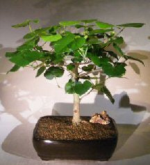 Flowering Sea Hibiscus Bonsai Tree  (hibiscus tiliaceus)