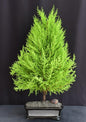 Lemon Cypress Bonsai Tree - Large  (cupressus macrocarpa)