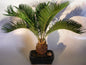 Sago Palm Bonsai Tree  (cycas revoluta)