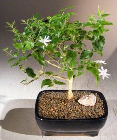 Flowering Downy Jasmine Bonsai Tree  (jasminum 'multiflorum')