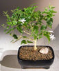Flowering Downy Jasmine Bonsai Tree  (jasminum 'multiflorum')