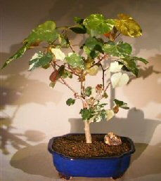 Flowering Sea Hibiscus Bonsai Tree - Variegated  (hibiscus tiliaceus)