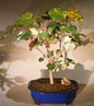Flowering Sea Hibiscus Bonsai Tree - Variegated  (hibiscus tiliaceus)