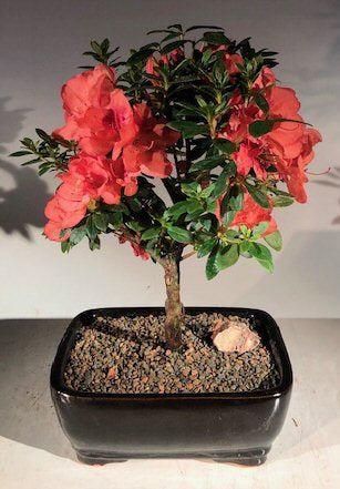 Flowering Tropical Duc De Rohan Azalea Bonsai Tree   (southern indica)