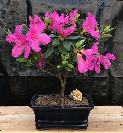 Flowering Tropical Purple Formosa Azalea Bonsai Tree   (azalea indica 'formosa')