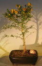 Flowering Jamaican Raintree Bonsai Tree   (brya ebenus)