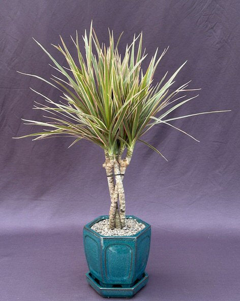 Dracena Bonsai Tree Braided Trunk - Variegated  (Dracena Marginata)