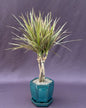 Dracena Bonsai Tree Braided Trunk - Variegated  (Dracena Marginata)