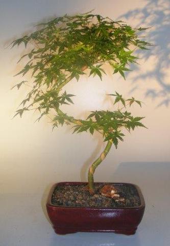 Japanese Green Maple Bonsai Tree  Curved "S" Shape Trunk  (acer palmatum)