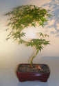 Japanese Green Maple Bonsai Tree  Curved "S" Shape Trunk  (acer palmatum)