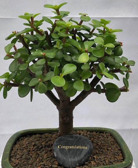 Personalized Skipping Stone "Congratulations"