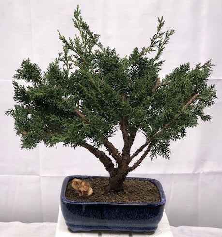 Shimpaku Bonsai Tree - Large   (shimpaku itoigawa)