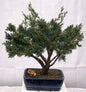 Shimpaku Bonsai Tree - Large   (shimpaku itoigawa)