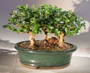 Flowering Fukien Tea Bonsai Tree  Three Tree Forest Group - Aged Large  (ehretia microphylla)