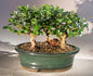 Flowering Fukien Tea Bonsai Tree  Three Tree Forest Group - Aged Large  (ehretia microphylla)