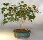 Flowering Dwarf Sleeping Hibiscus Bonsai Tree  (Malvaviscus alboretus 'compactus')