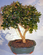 Flowering Campeche Bonsai Tree - Large   (haematoxylum campechianum)
