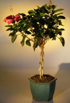 Flowering Tropical Red Hibiscus Braided Trunk  (rosa sinsensis)