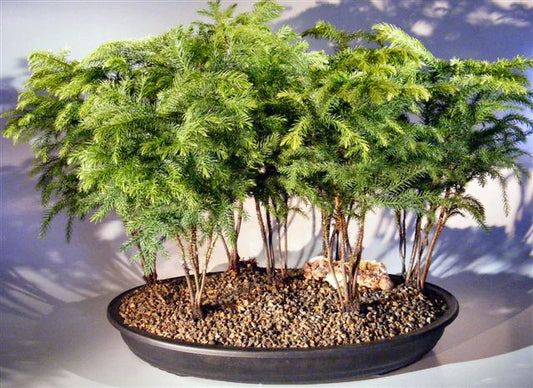 Norfolk Island Pine Bonsai Tree  Seven Tree Forest Group   (araucaria heterophila)