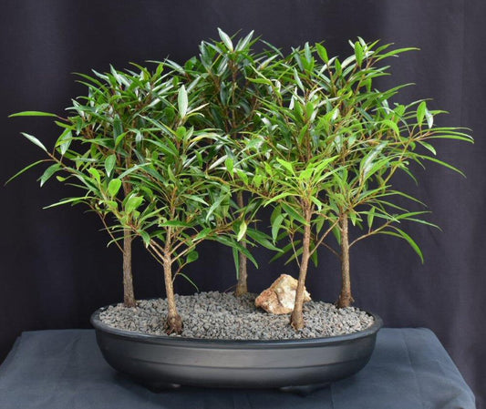 Willow Leaf Ficus Bonsai Tree 5 Tree Forest Group  (ficus nerifolia/salicafolia)