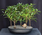 Willow Leaf Ficus Bonsai Tree 5 Tree Forest Group  (ficus nerifolia/salicafolia)