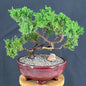 Juniper Bonsai Tree - Trained in Jin Style  (juniper procumbens nana)