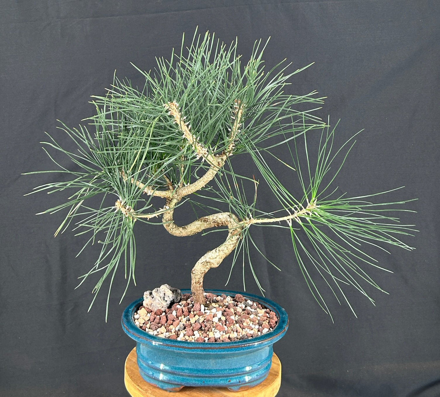 Trained Japanese Black Pine Bonsai Tree  (pinus thunbergii 'thunderhead')