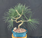 Trained Japanese Black Pine Bonsai Tree  (pinus thunbergii 'thunderhead')