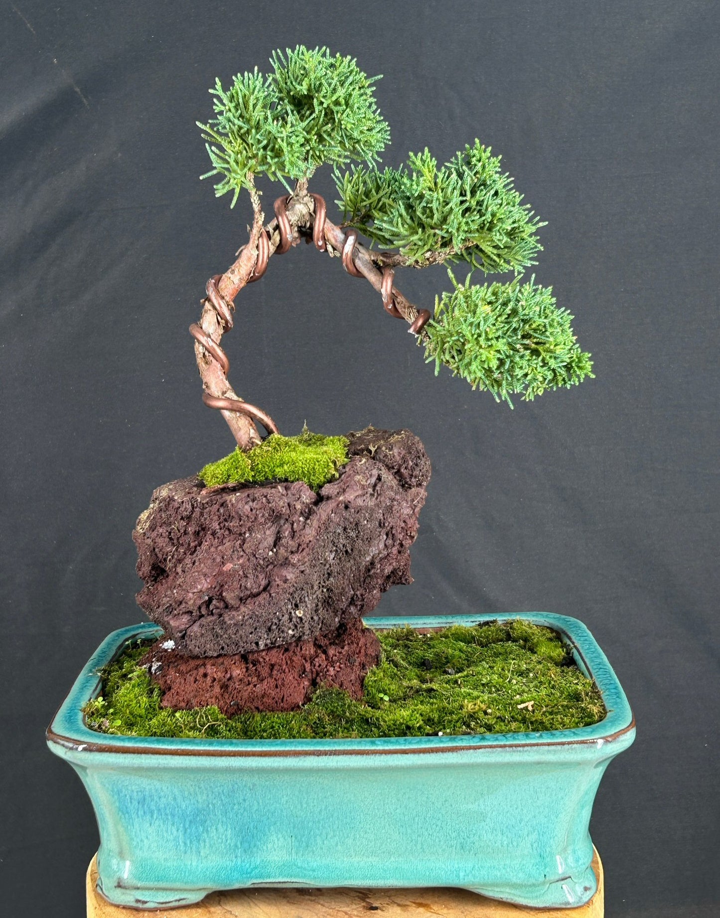Shimpaku Bonsai Tree In Lava Rock  (juniper chinensis)