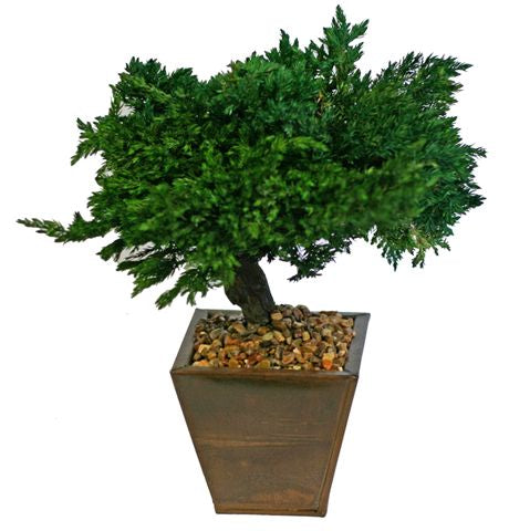 Monterey Juniper 8" Preserved Bonsai Tree  (Preserved - Not a Living Tree)