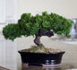 Monterey Juniper Single Trunk Preserved Bonsai Tree  (Preserved - Not a Living Tree)
