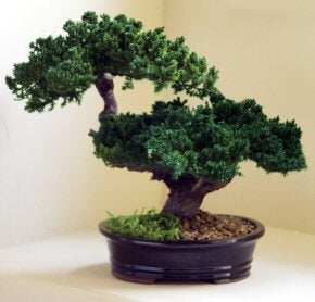 Monterey Juniper Double Trunk Preserved Bonsai Tree  (Preserved - Not a Living Tree)