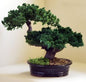 Monterey Juniper Double Trunk Preserved Bonsai Tree  (Preserved - Not a Living Tree)